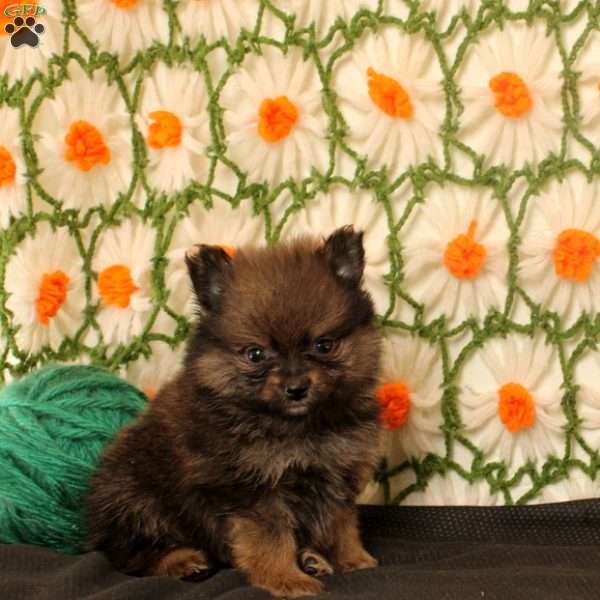 Kip, Pomeranian Puppy
